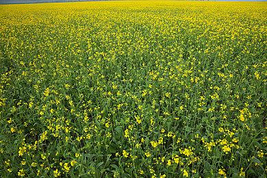 消息人士：《生化危机9》已推迟至2025年末＆2026年